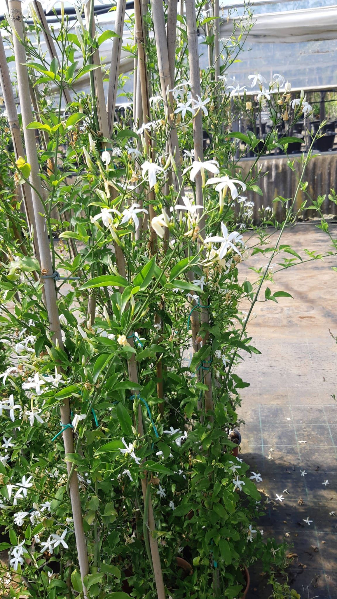 Fiori bianchi a forma di stella e foglie verdi si arrampicano su pali di legno in una serra soleggiata.