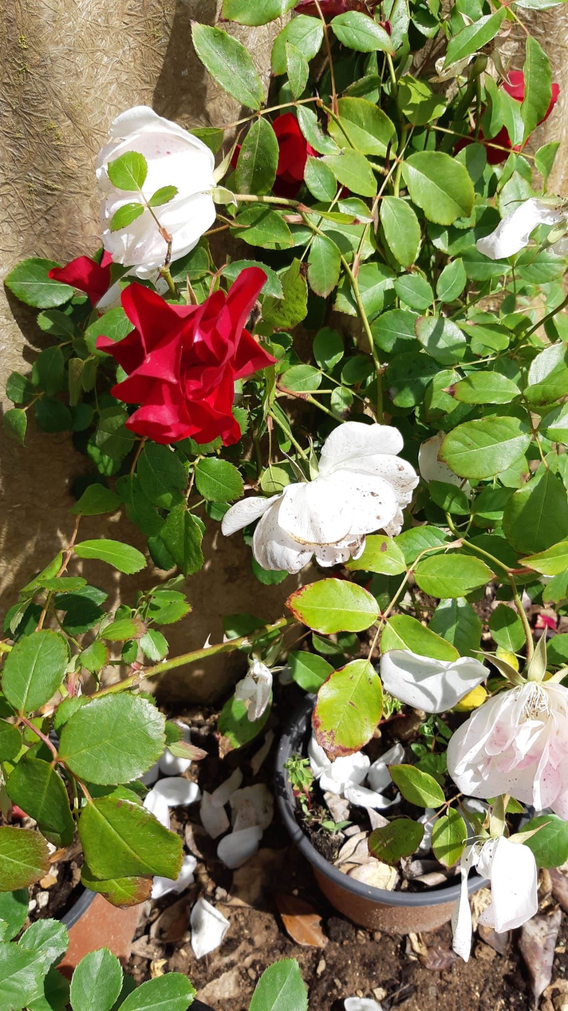Rose rosse e bianche con foglie verdi che crescono accanto a un muro di pietra.