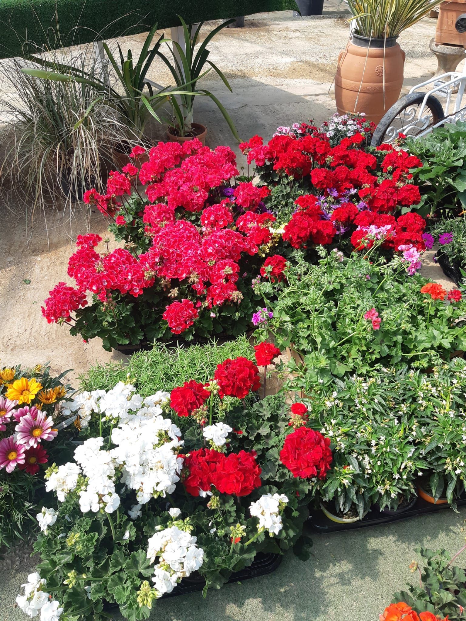 Una collezione di vivaci gerani rossi e bianchi in vaso, circondati da altre piante, in un giardino soleggiato.