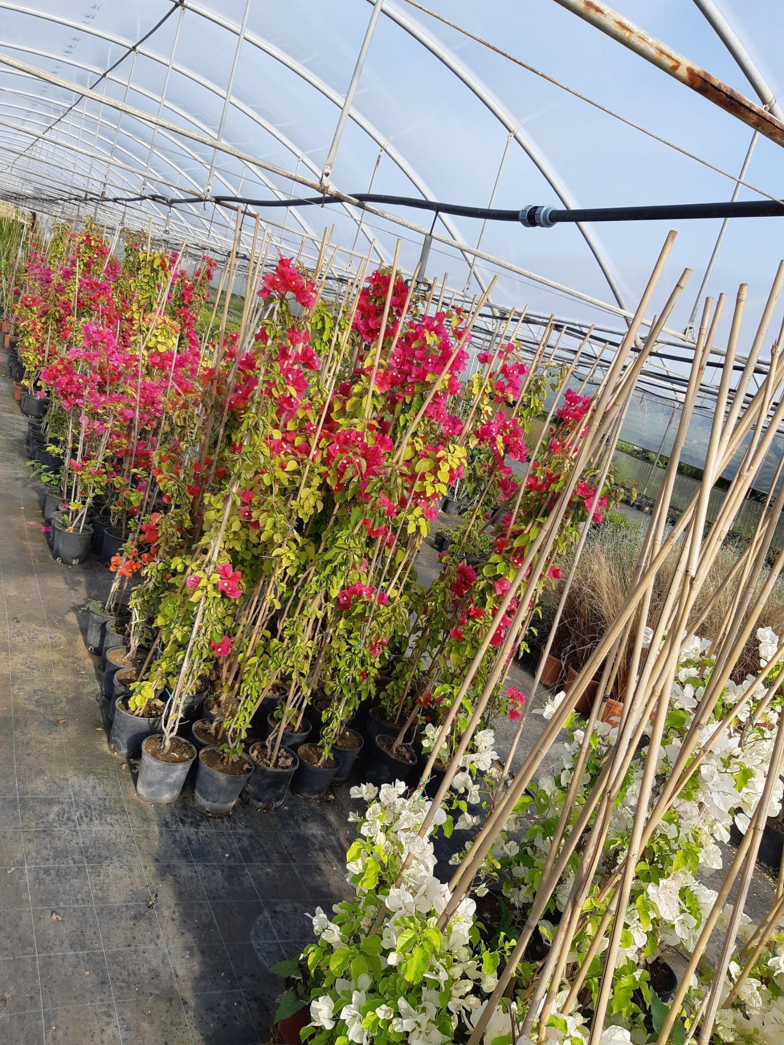 File di piante di bouganville in vaso con fiori rossi e bianchi in una serra.