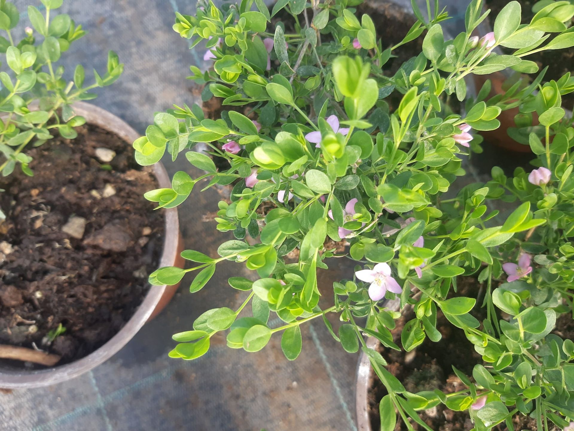 Pianta dalle foglie verdi con piccoli fiori rosa in un vaso marrone.