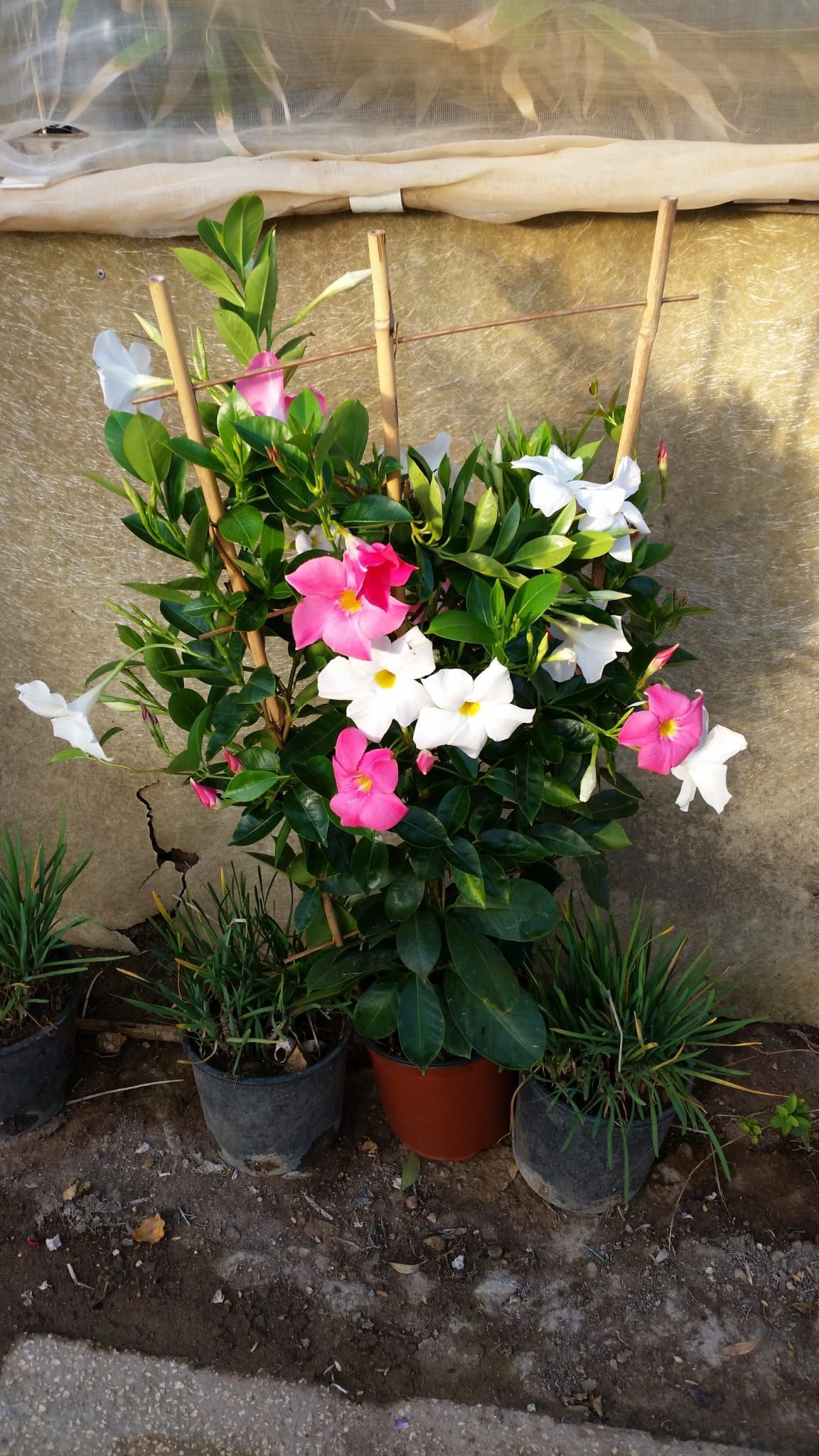 Mandevilla rampicante con fiori rosa e bianchi in un vaso marrone, sostenuta da pali di bambù e circondata da piccole piante in vaso.