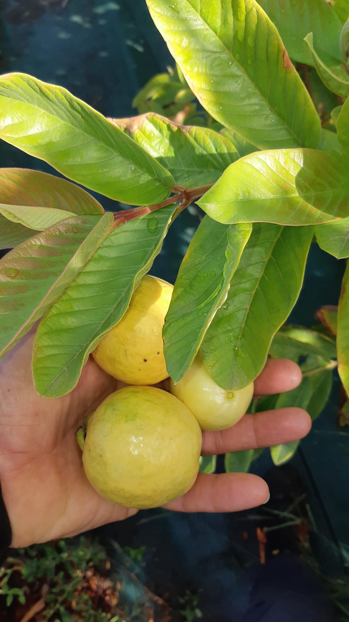 Mano che tiene tre frutti di guava gialli con foglie verdi.
