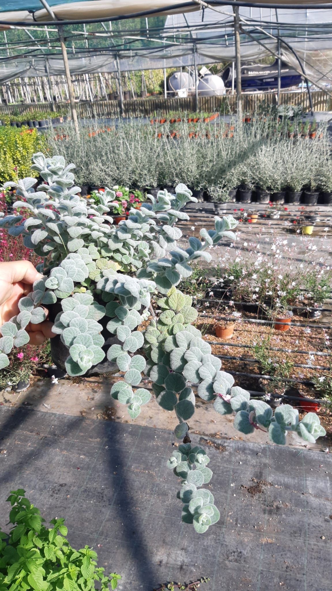 Una persona che tiene in mano un vaso con un fogliame blu-argento a cascata in una serra.