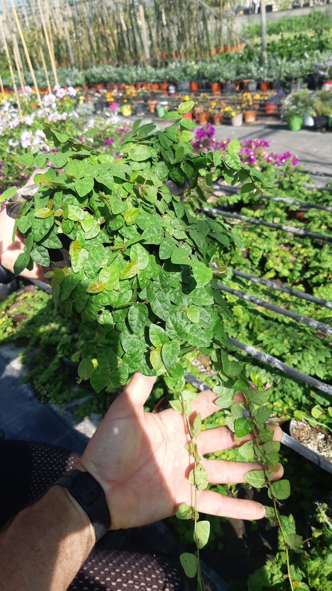 Persona che tiene in mano una pianta rampicante con piccole foglie verdi arrotondate in una serra.