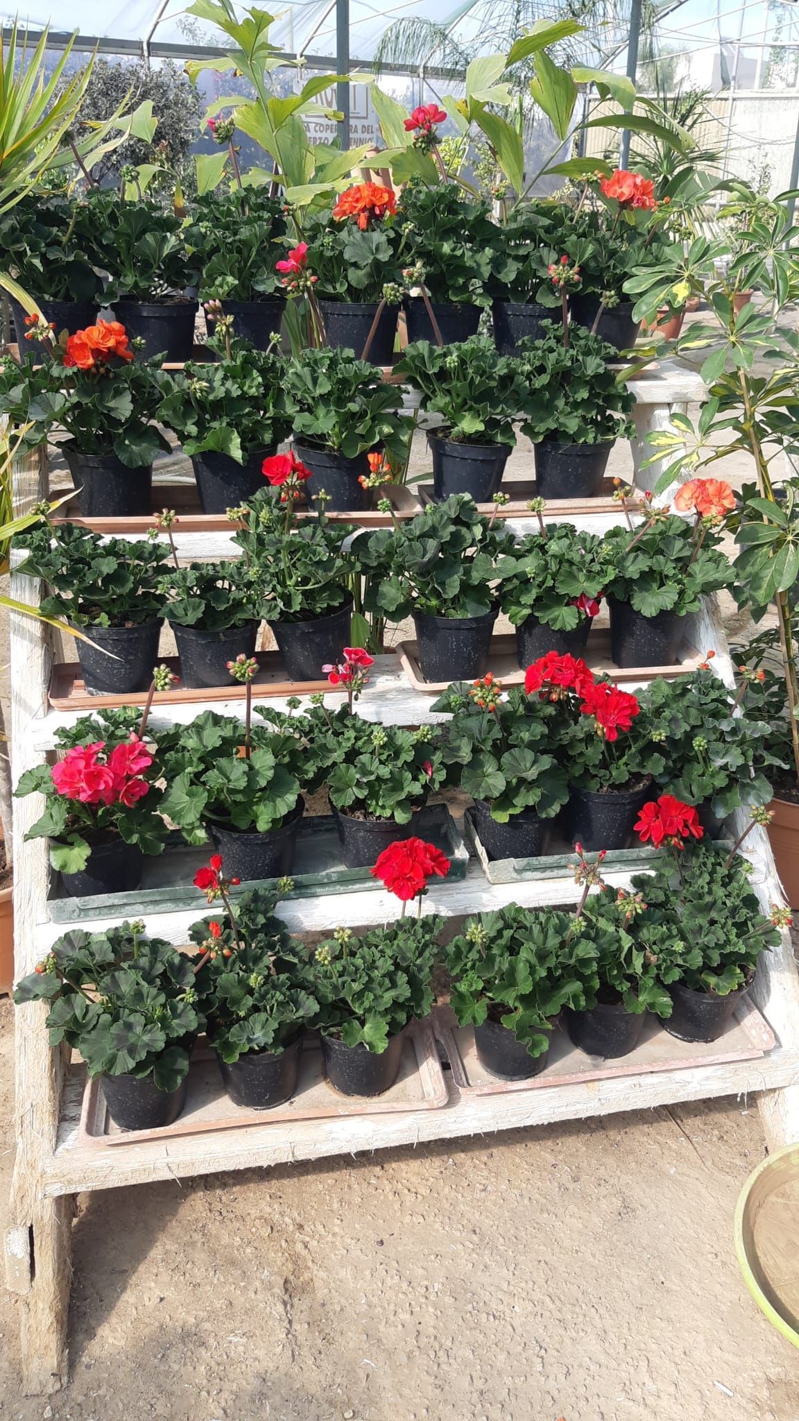 Esposizione a più livelli in legno di gerani rossi e arancioni in vaso in una serra.