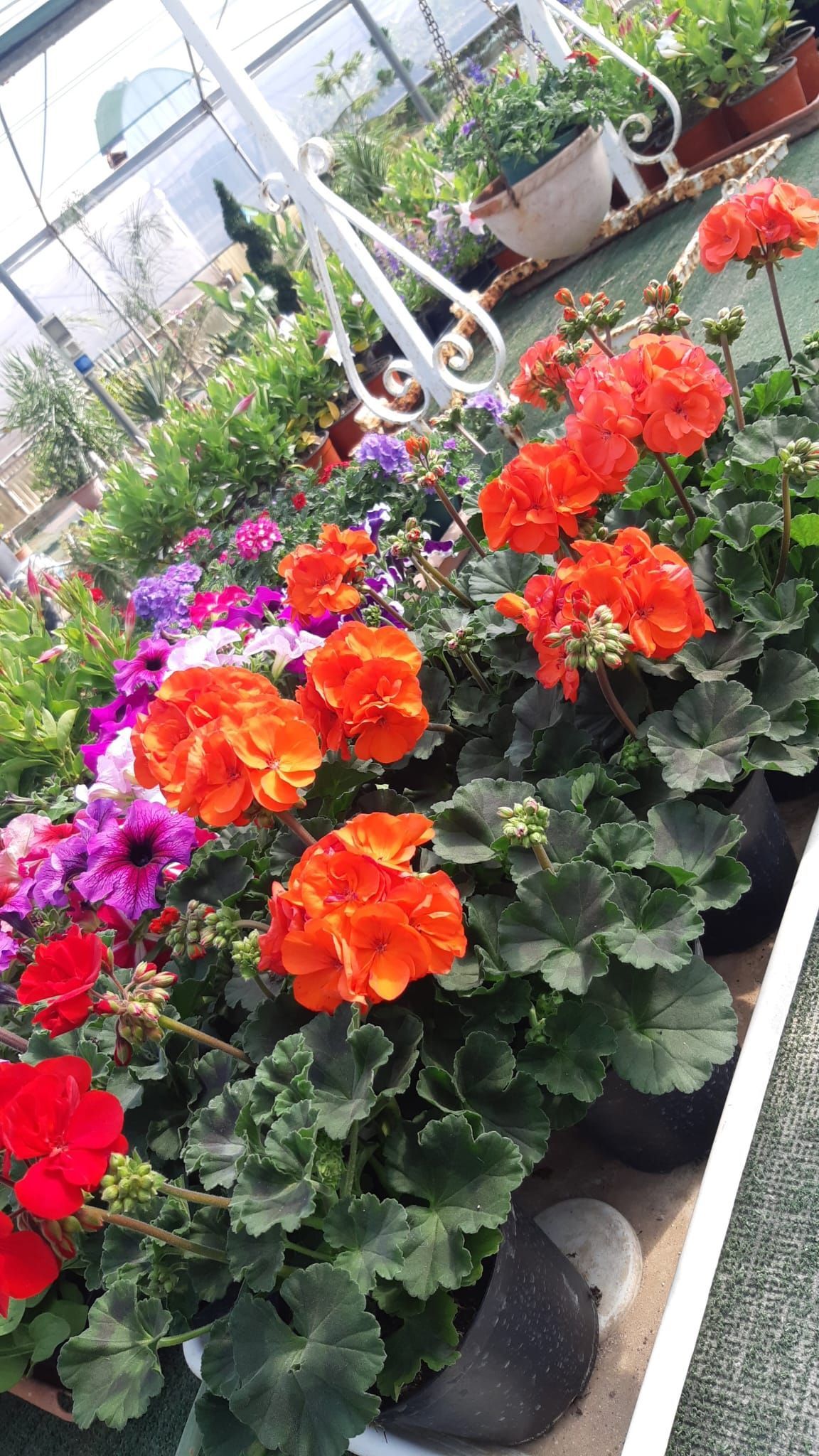 File di fiori colorati in vaso in una serra. Spiccano i gerani arancioni.