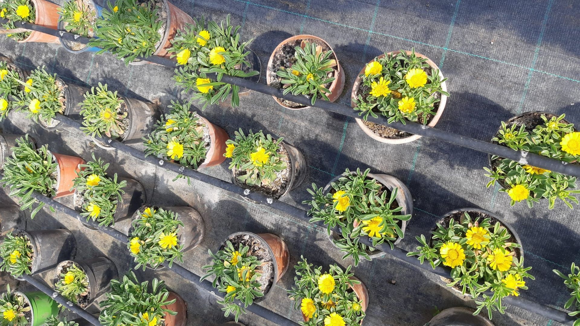 File di fiori gialli in vaso su una superficie scura, con tubi di irrigazione visibili.