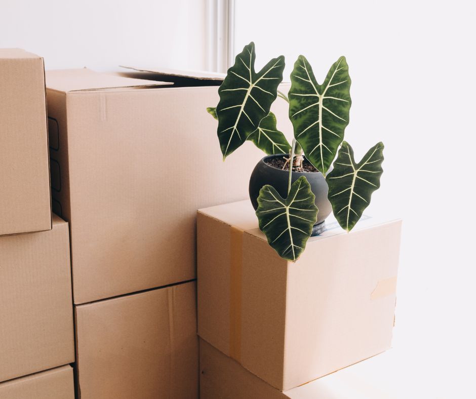 Packing your plants for moving