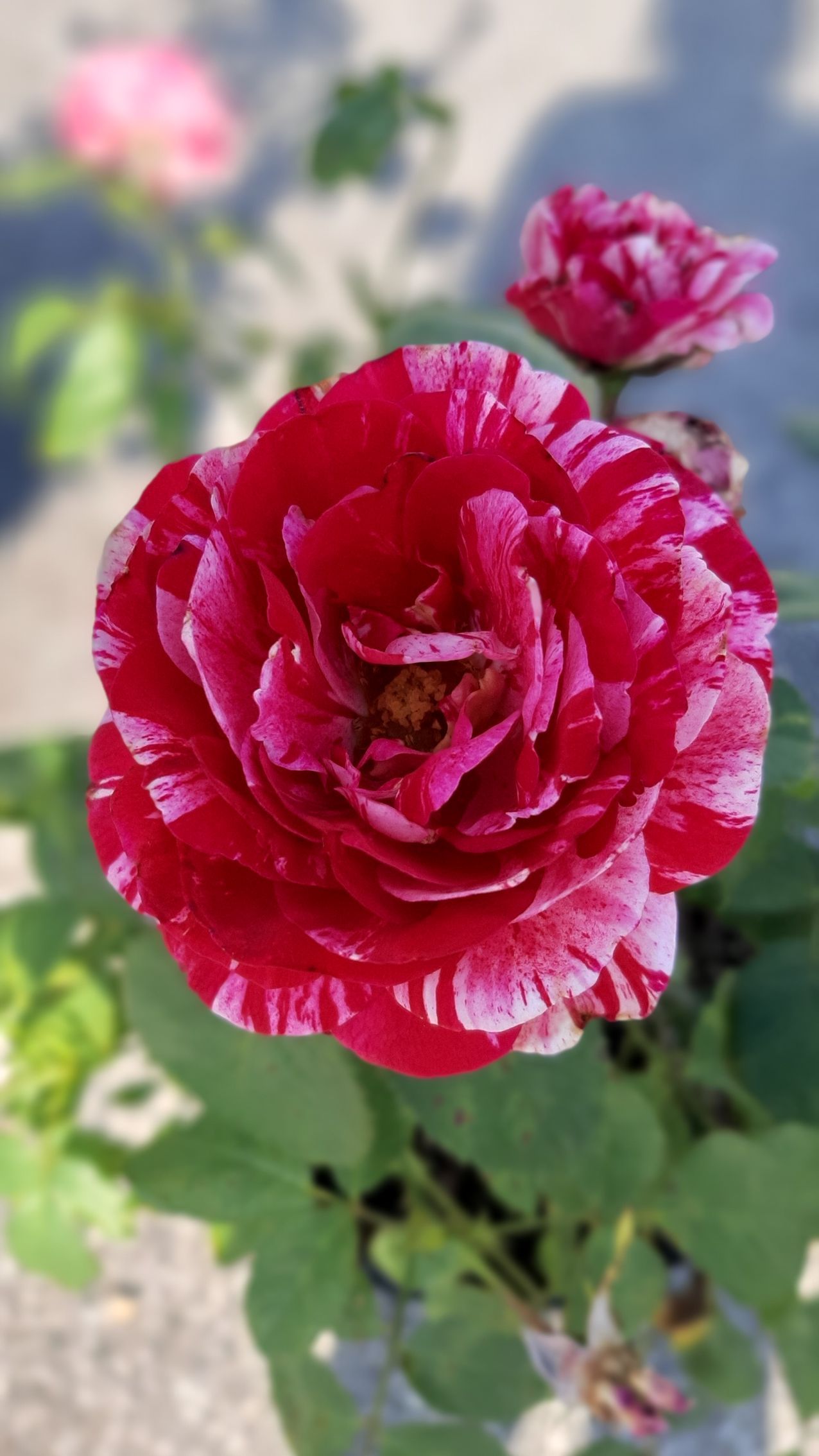 Purple Coneflower, Echinacea purpurea