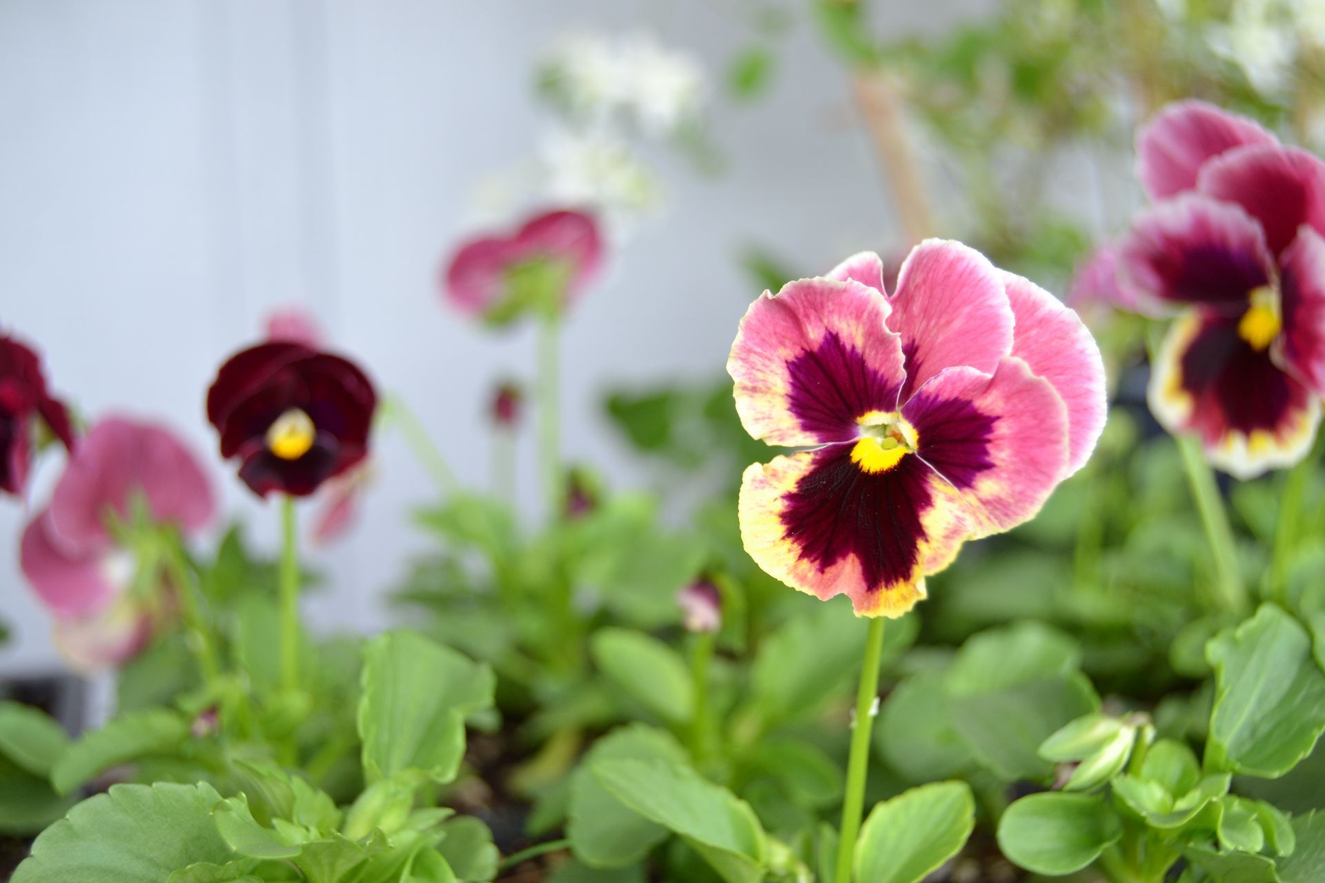 Pansy