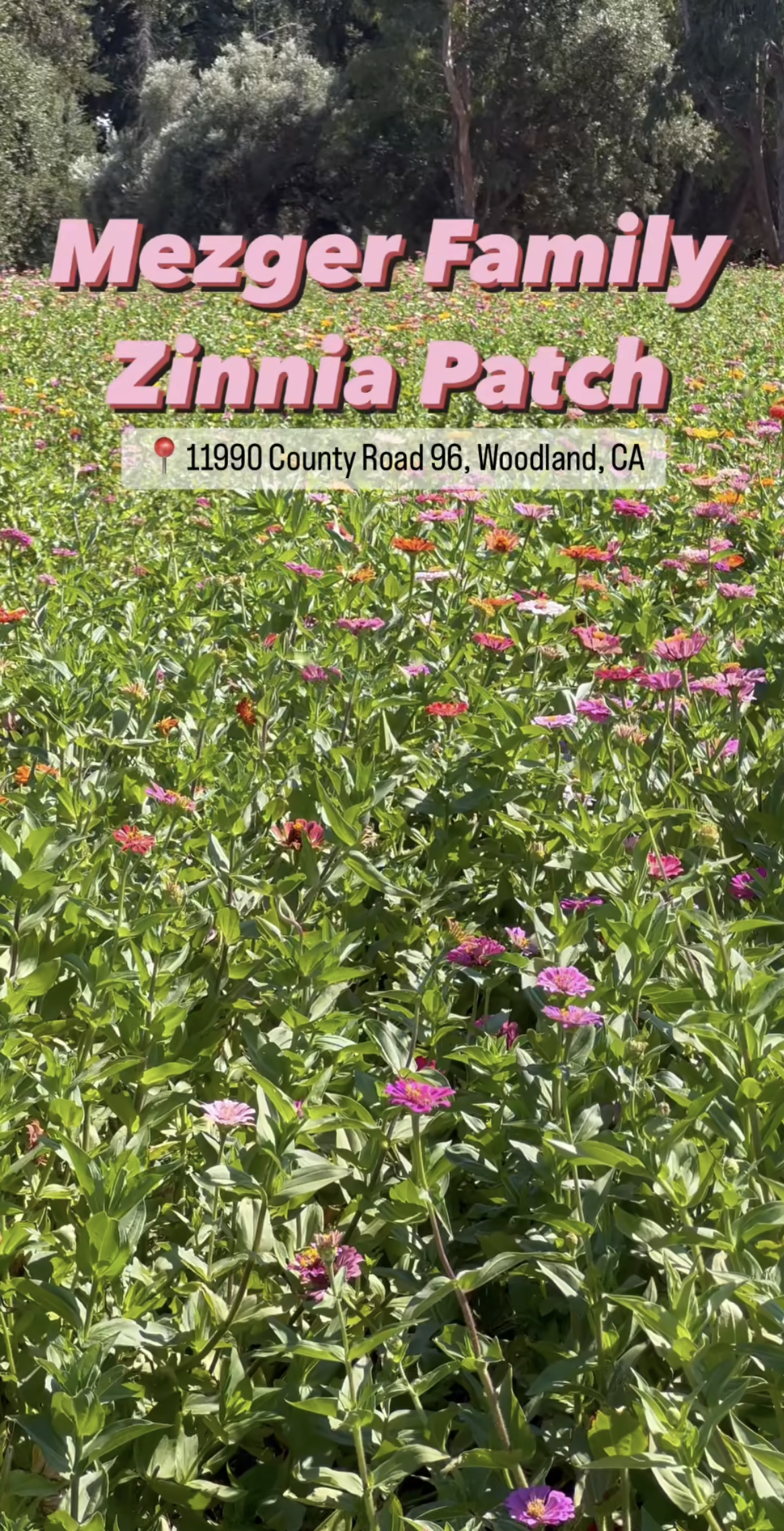 a field of pink and purple flowers surrounded by green leaves .