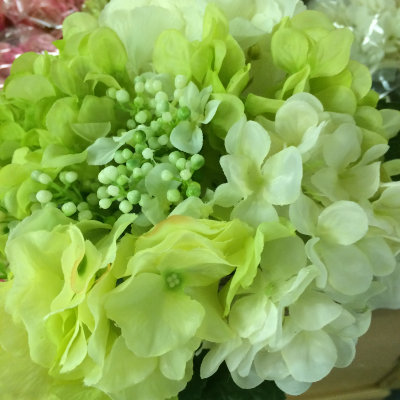 Green Hydrangea