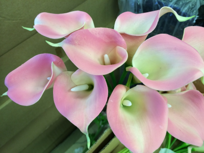 Calla Lilly