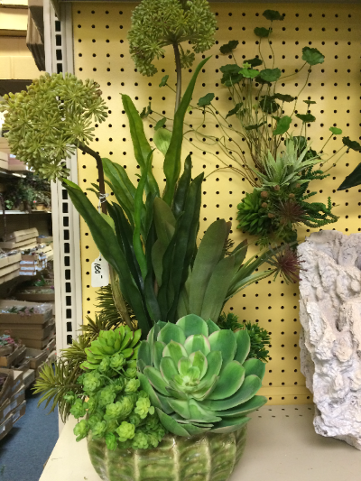 Succulent Arrangement