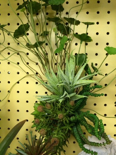 Succulent Arrangement