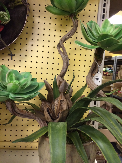 Succulent Arrangement