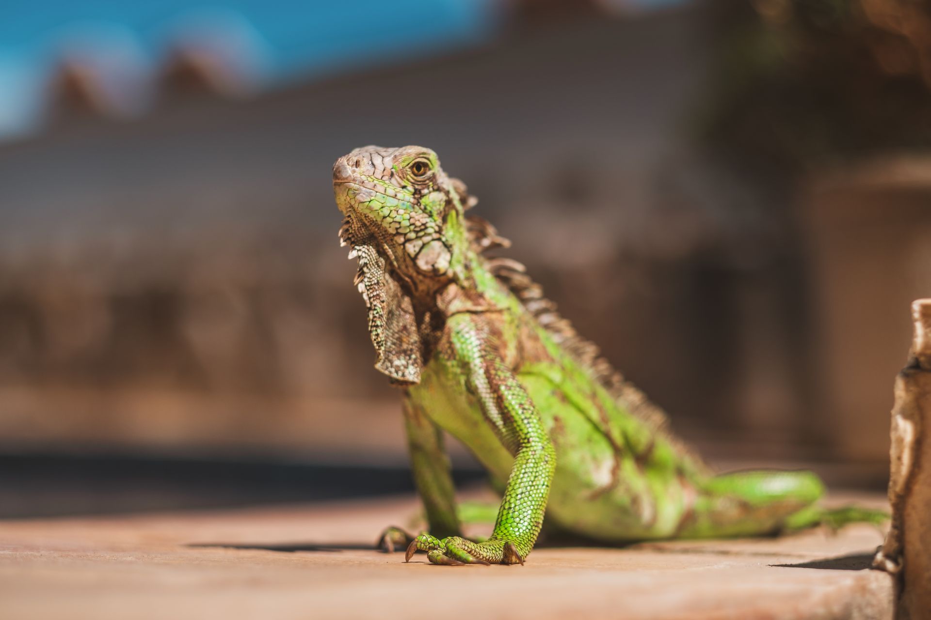 Green iguana in sunlight.