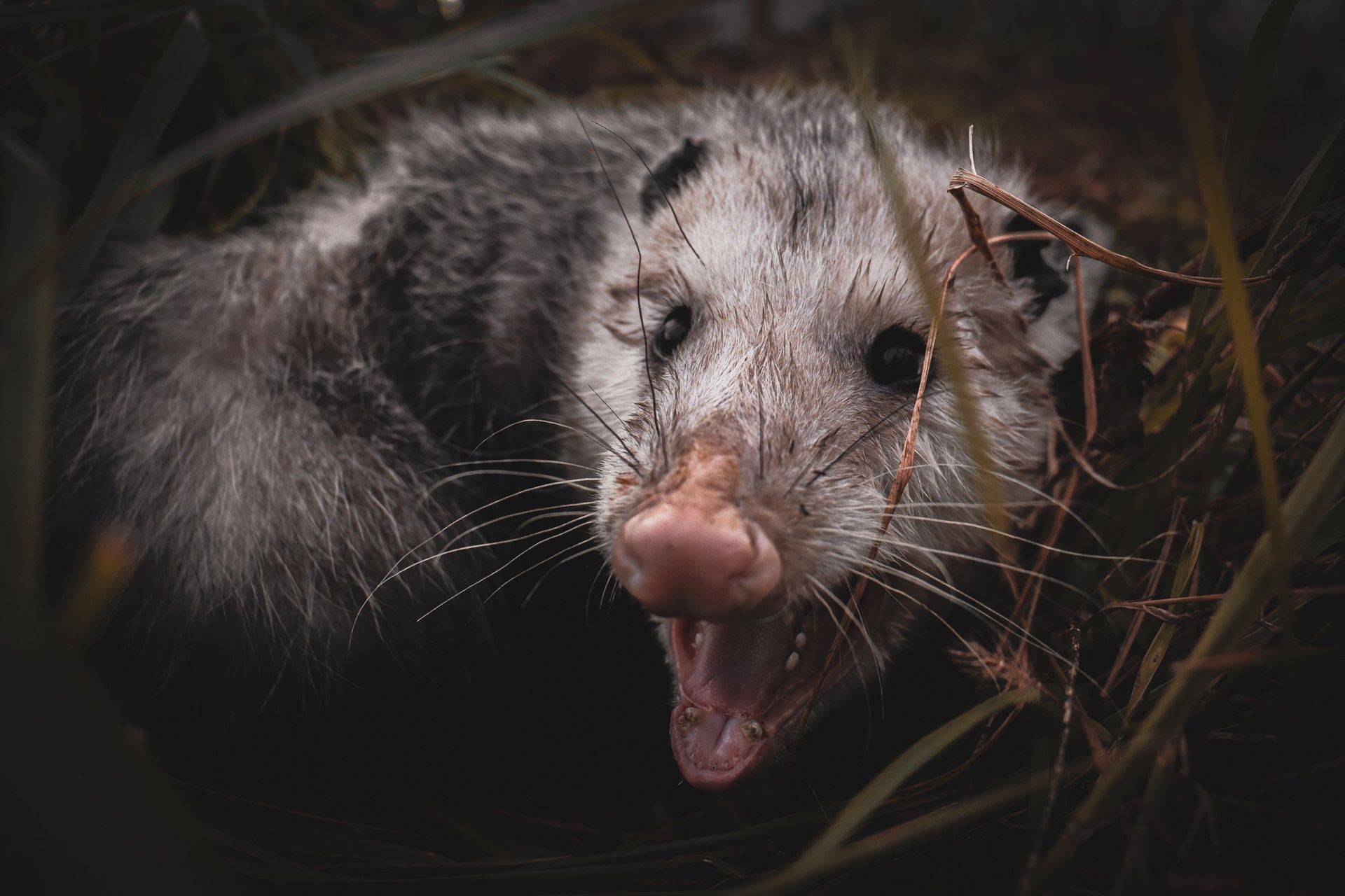 possum being removed from home