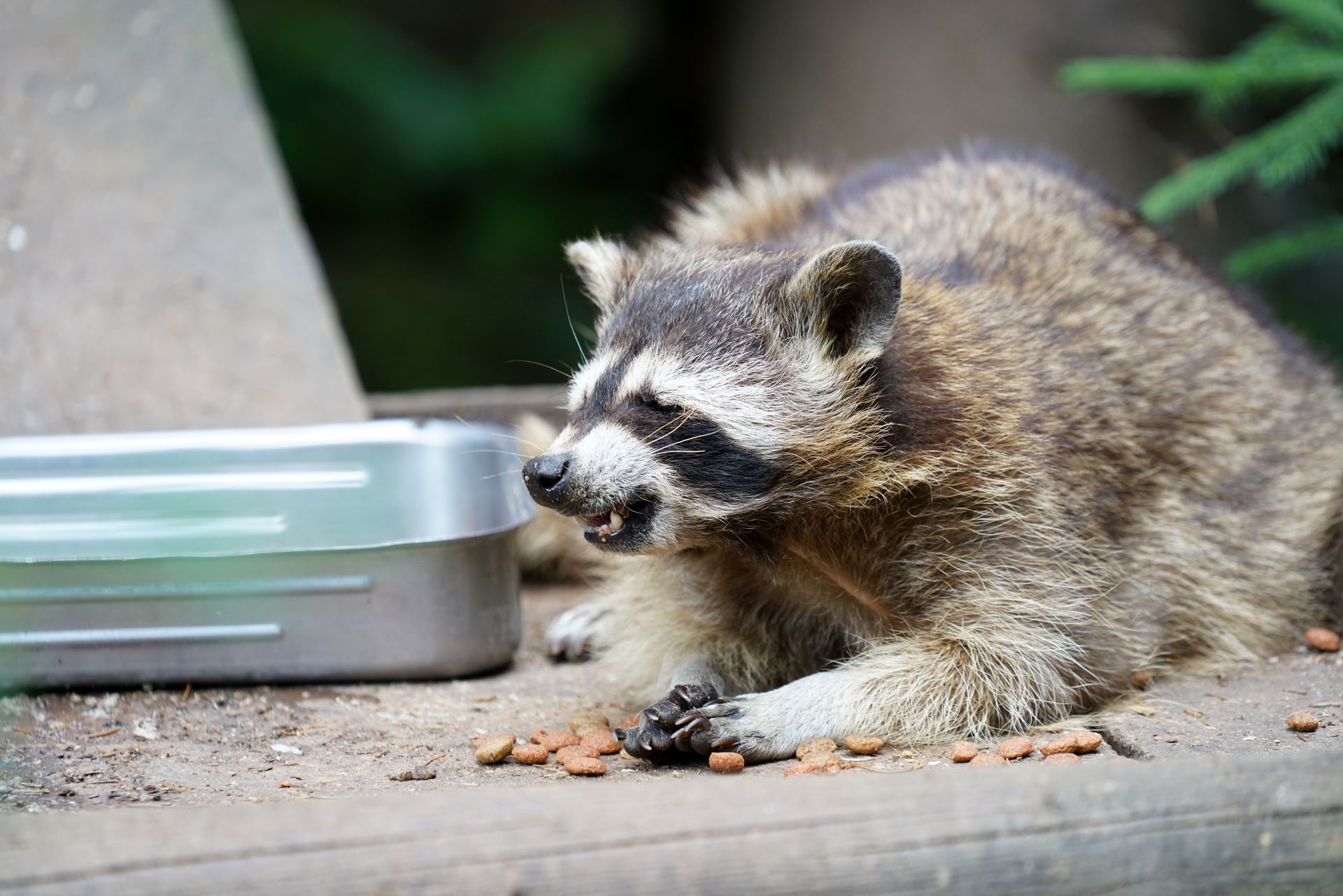 angry raccoon messing with family home