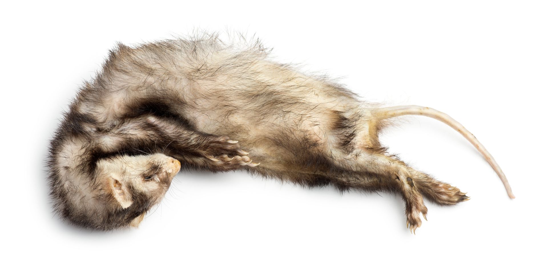 dead animal removal services 