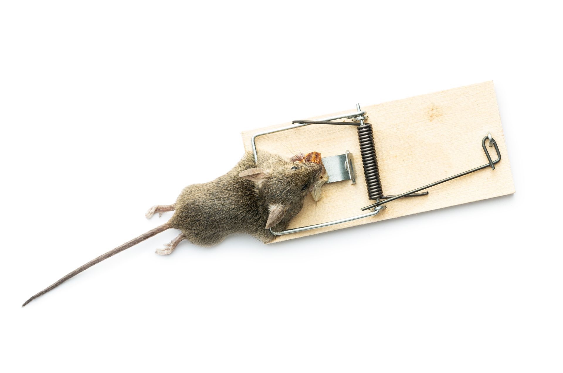 mouse caught in trap