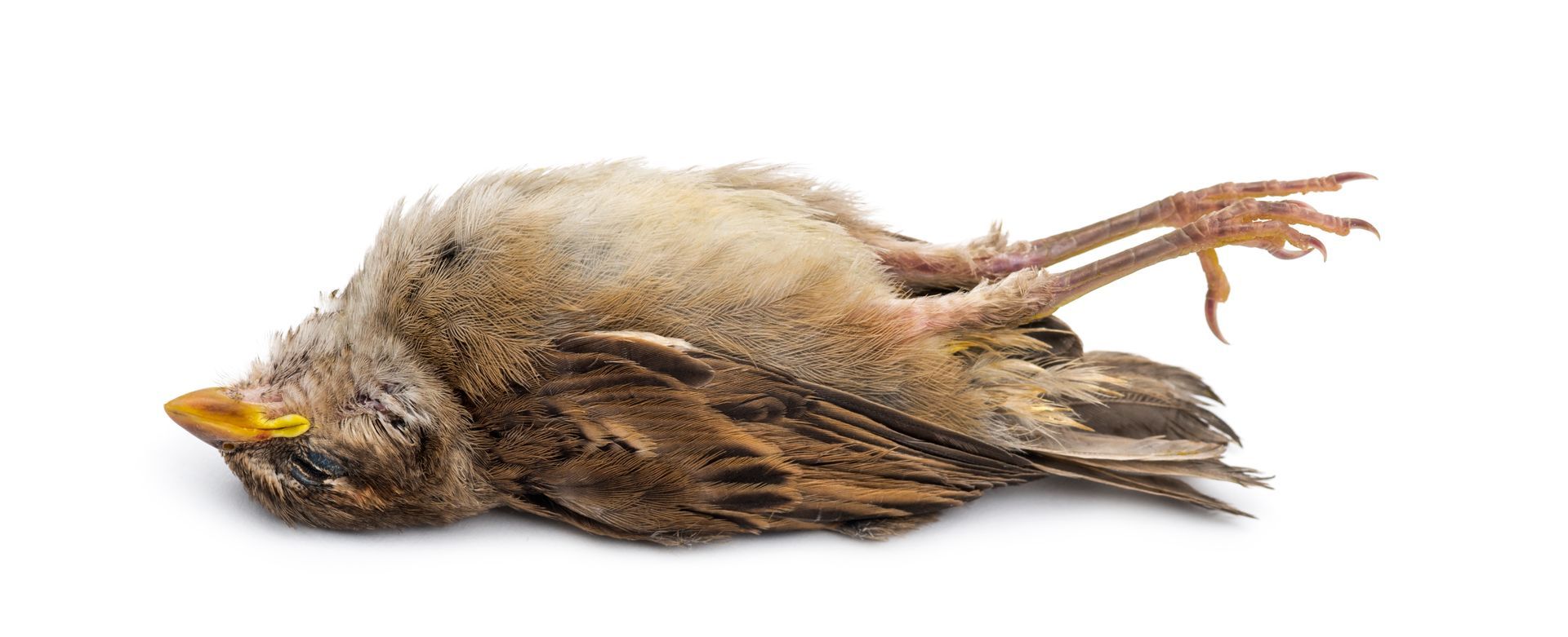 Dead animal removal in Fort Lauderdale 