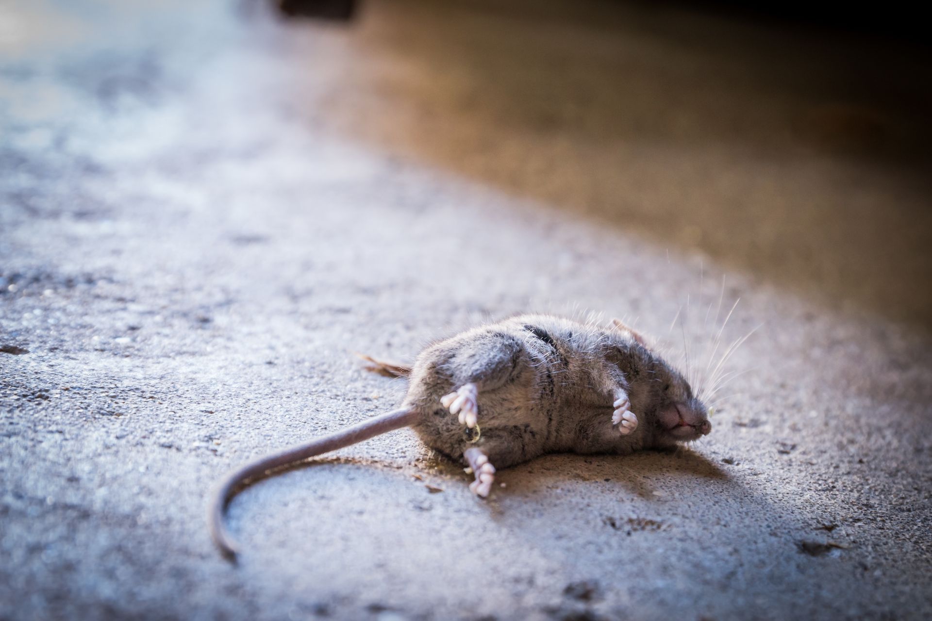 Dead mouse removal 