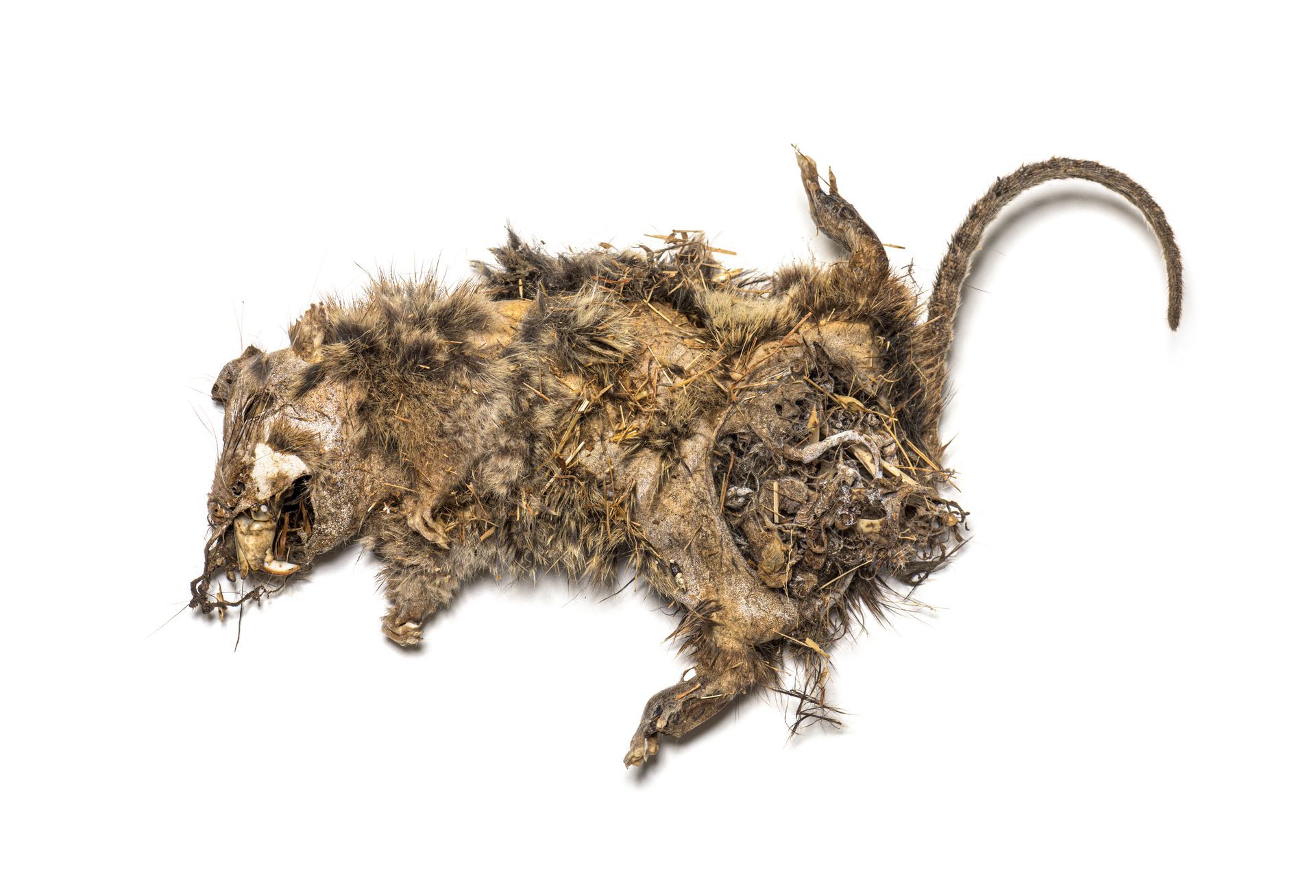 dead animal in front of house
