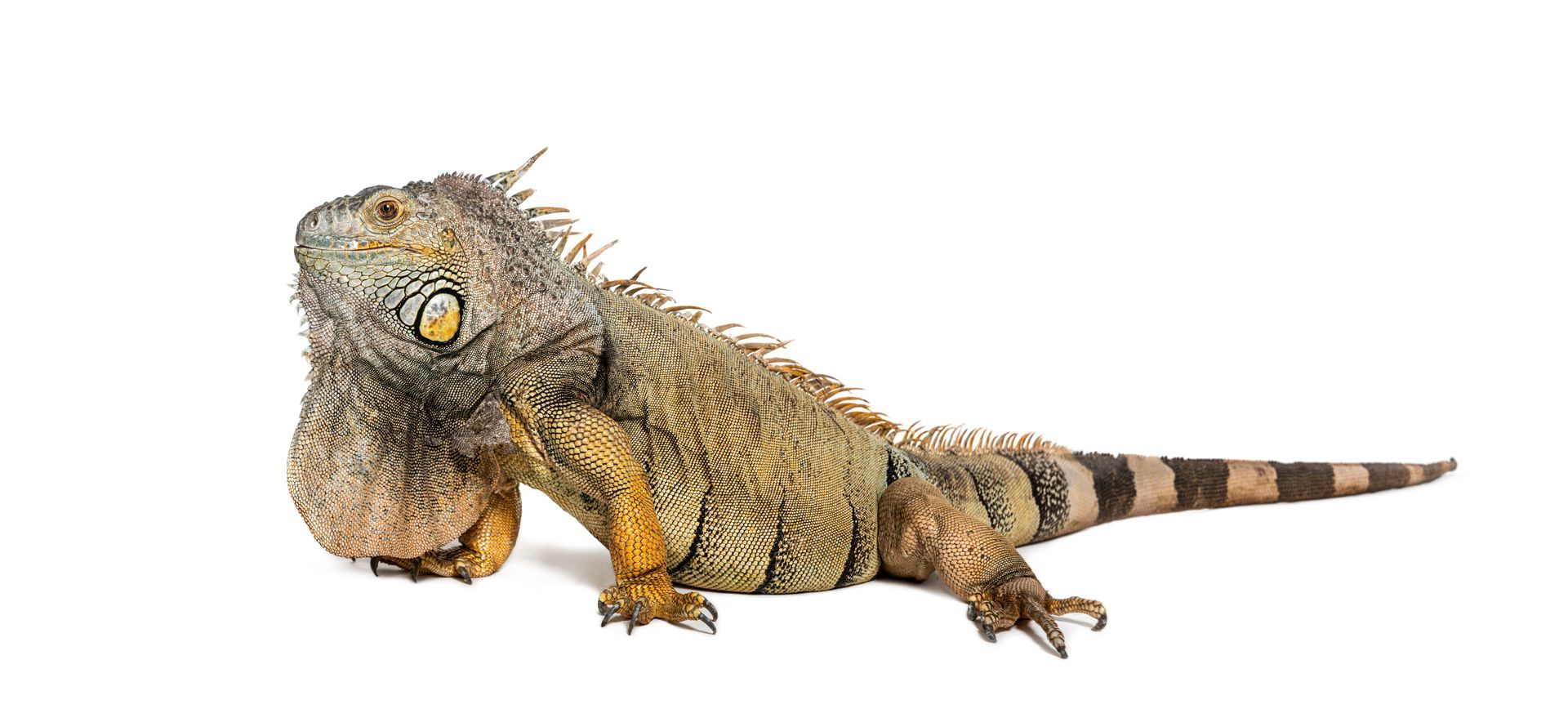 iguana that needs to be removed from home
