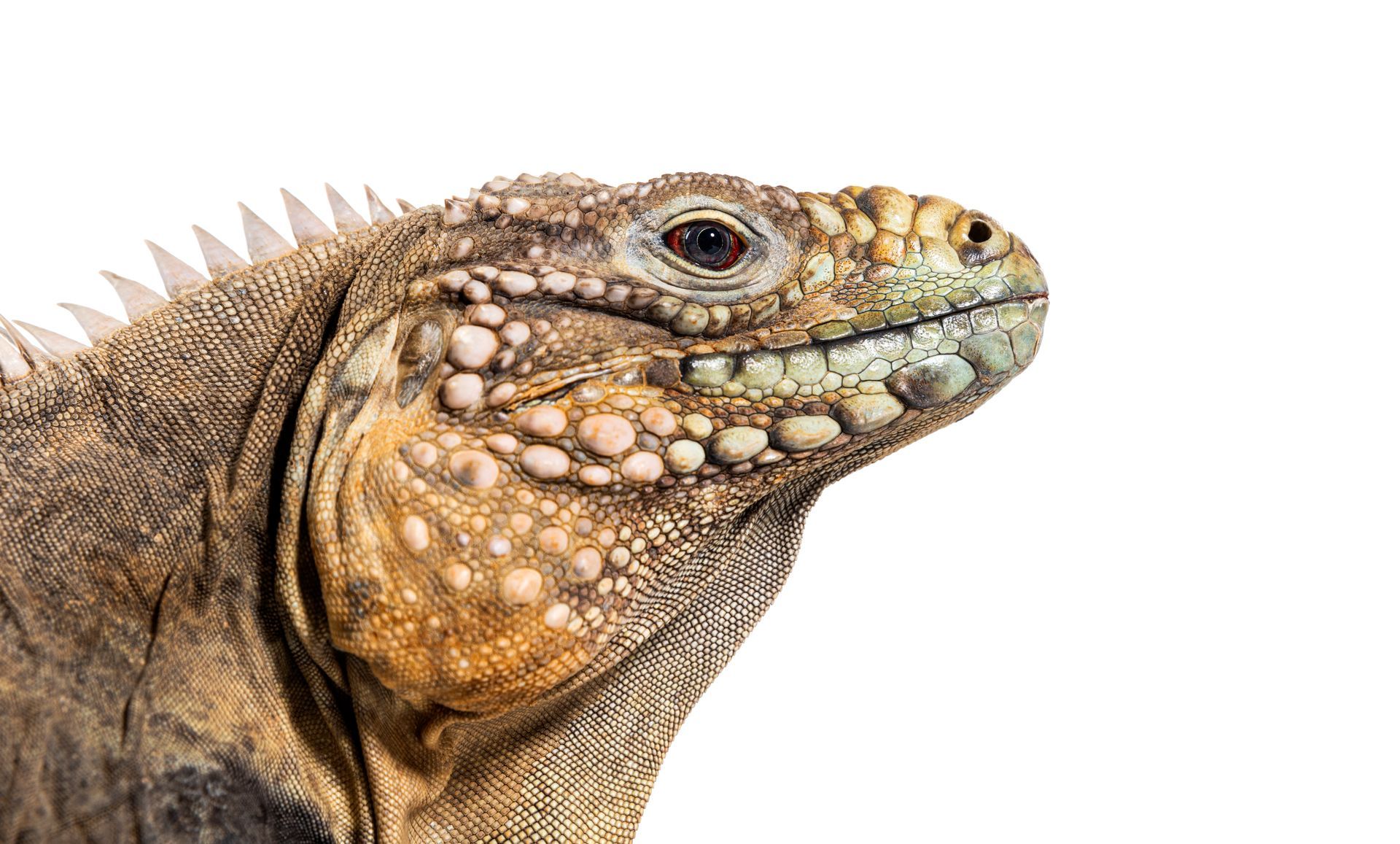 iguana removal in Hollywood fl 