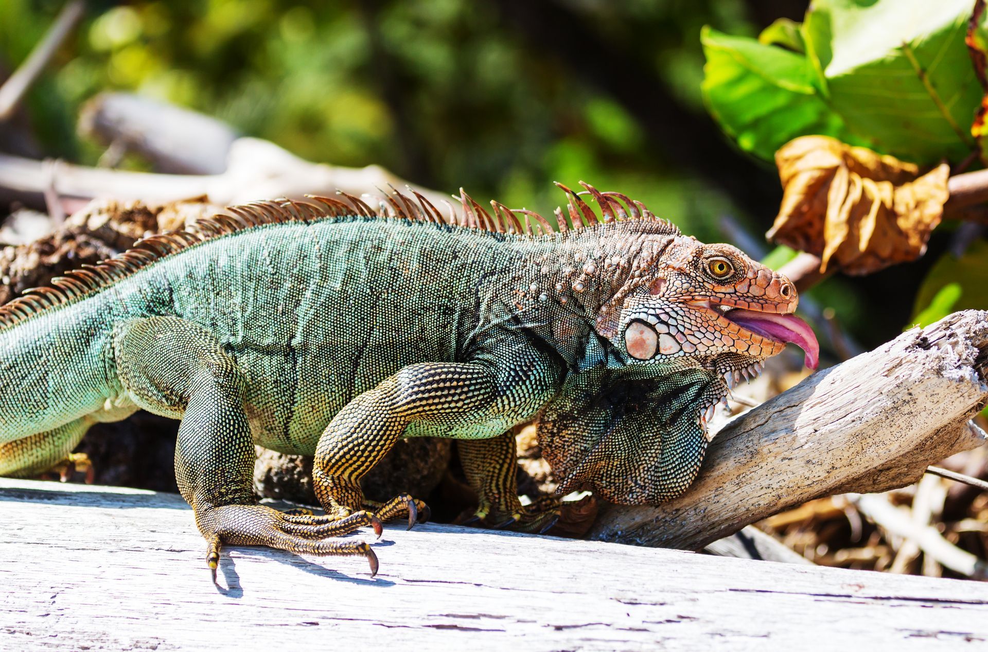 iguana in street