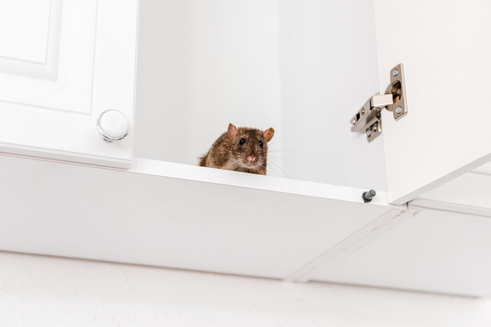 A rat peeks out from a white kitchen cabinet.