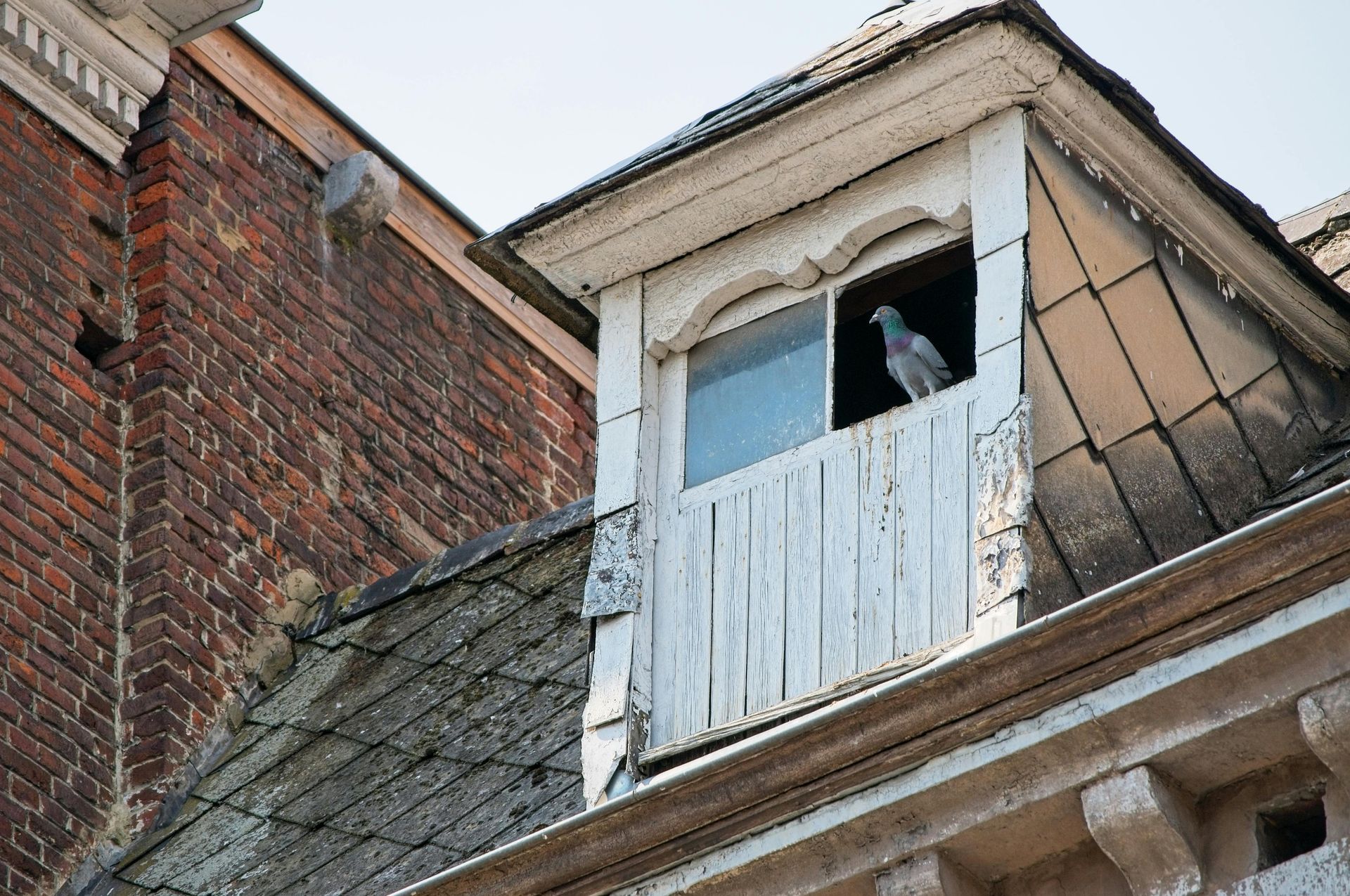 An attic with a pigeon nesting.