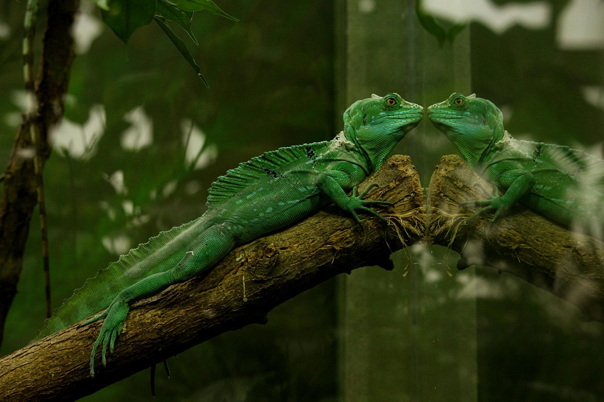 iguana hanging from tree outside of home