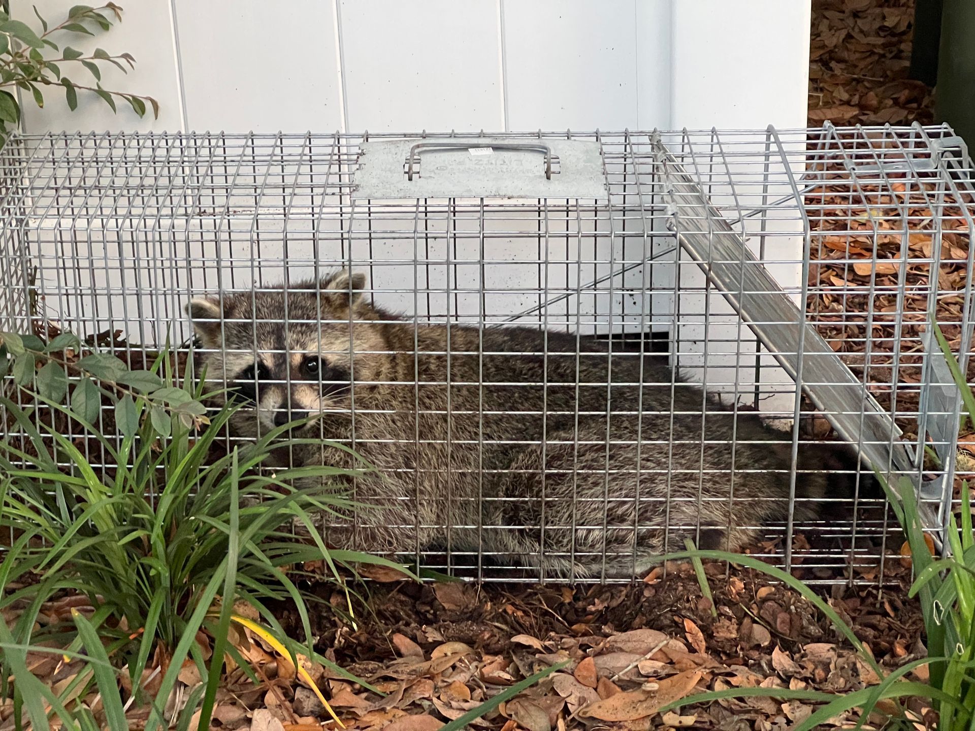 Raccoon trapped in a metal cage