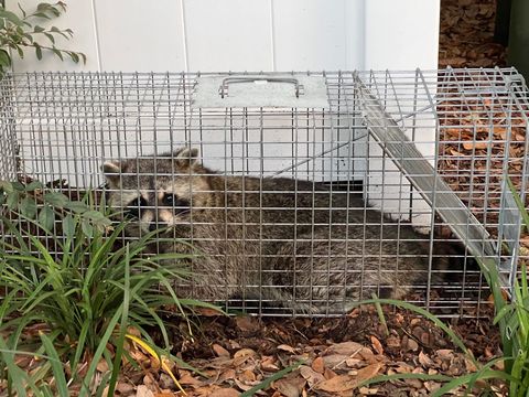 Raccoon trapped in a metal cage