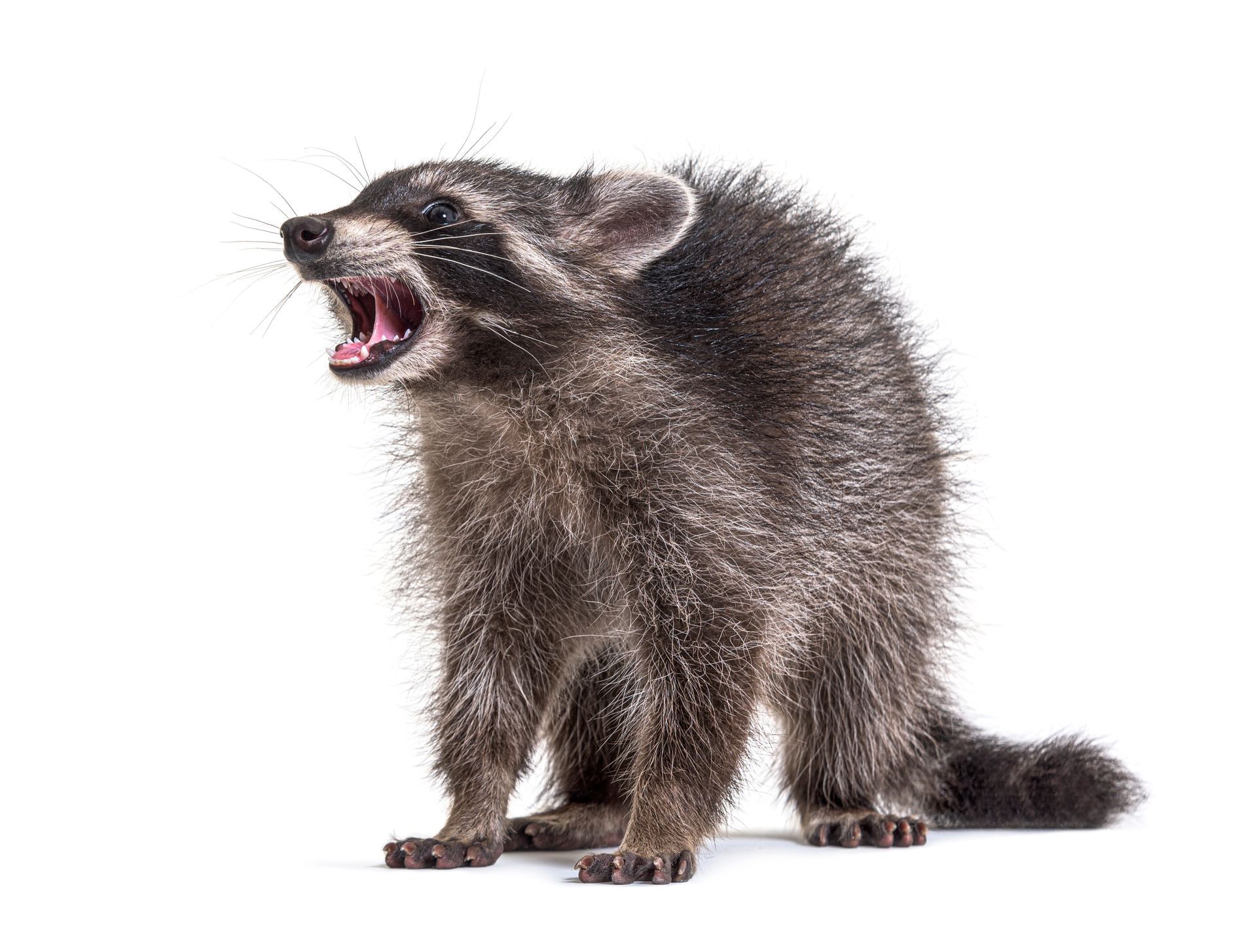 possum removal in hollywood 