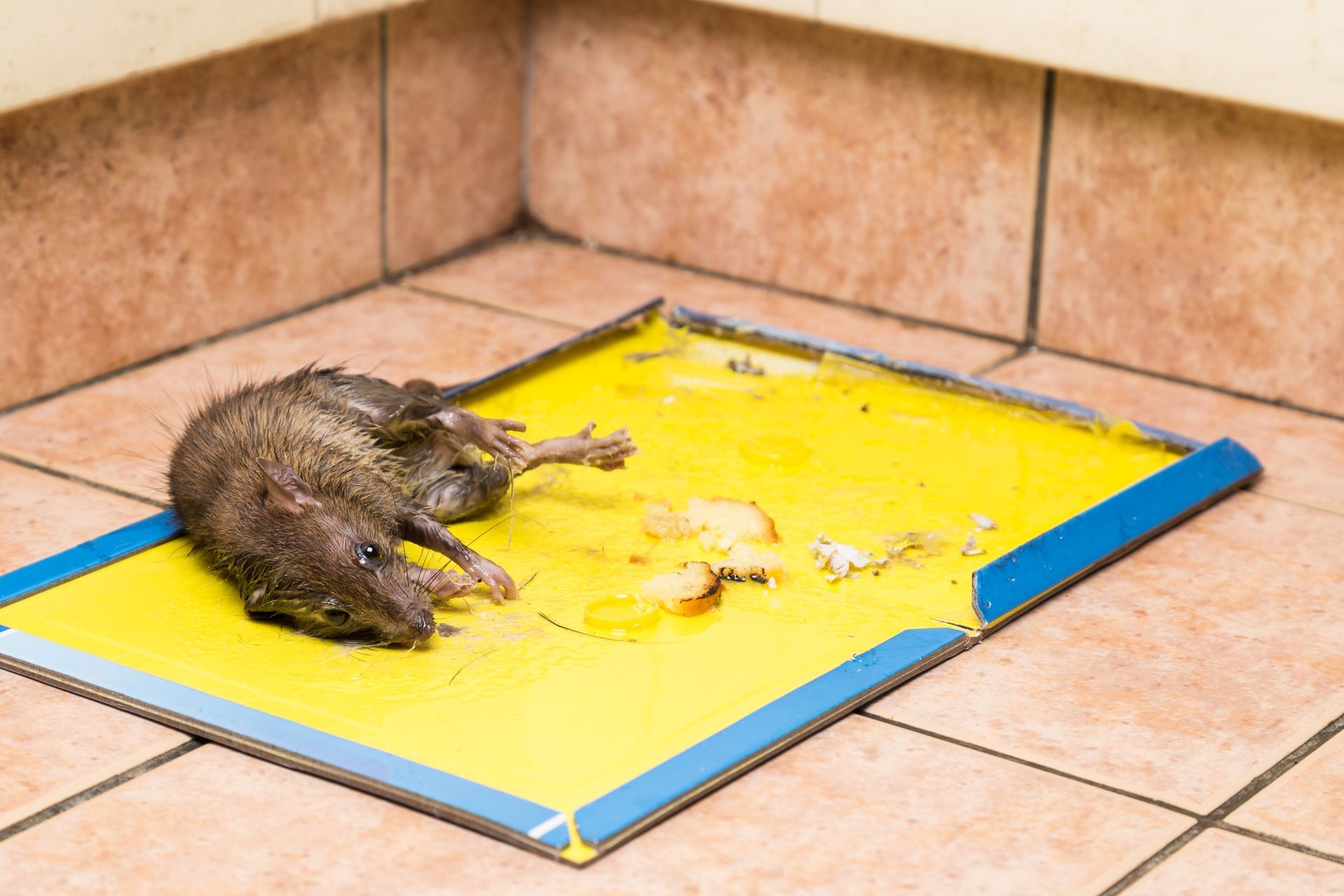 rodent caught in sticky trap 