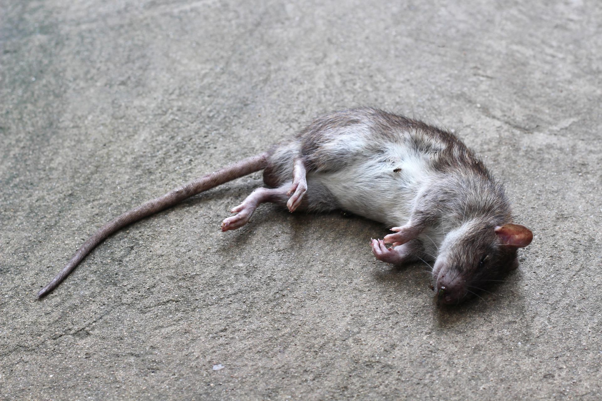 rat removal in Hollywood fl