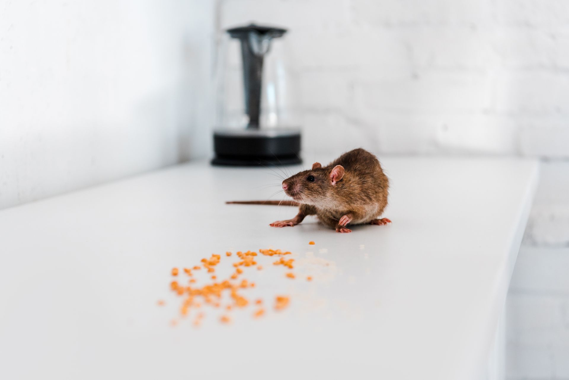 mouse eating food in kitchen at home
