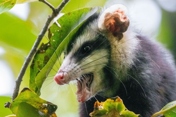 possums ating all of the plants outside of home