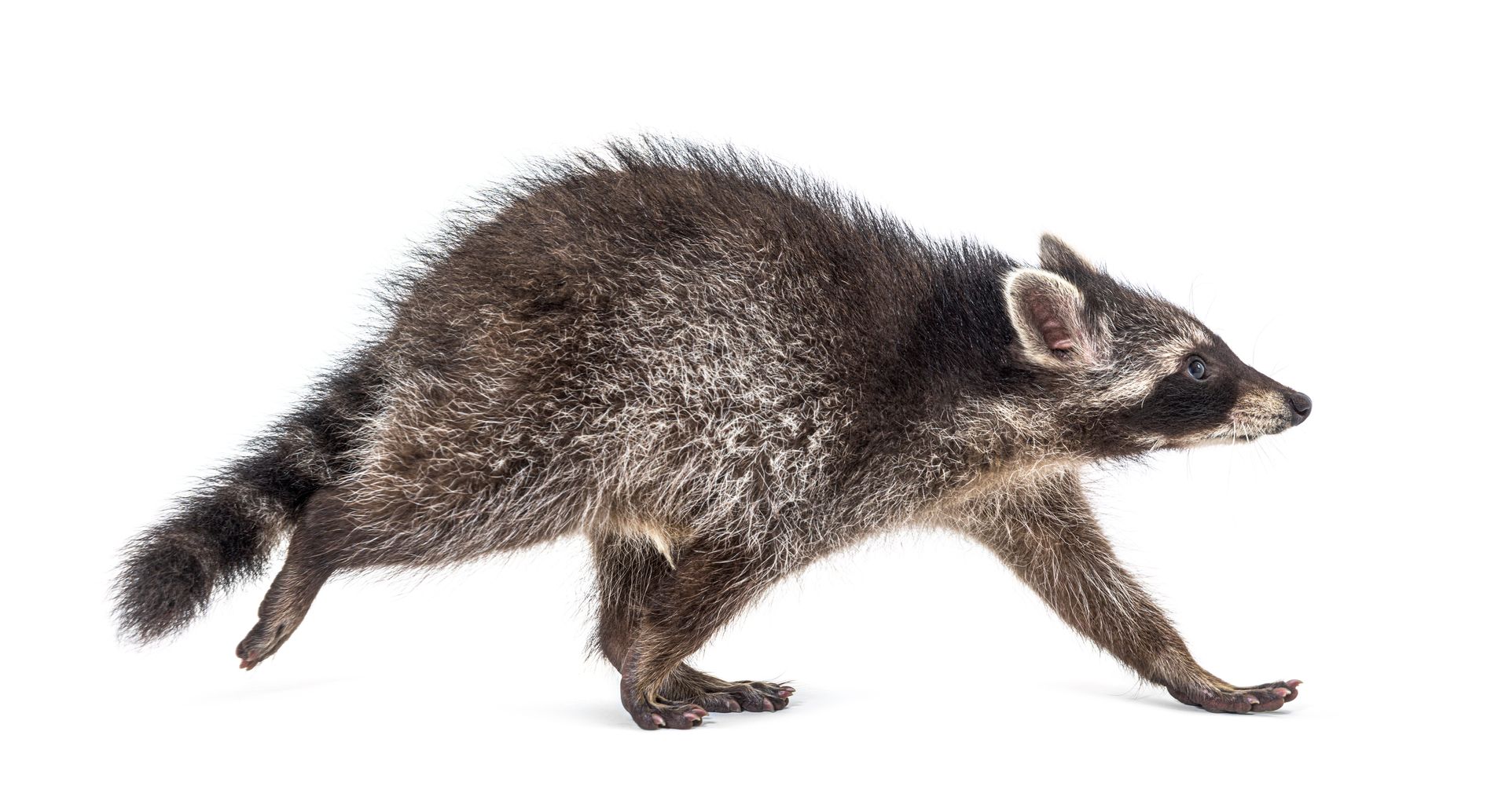 Raccoon in motion, running right, gray and brown fur, on a white background.