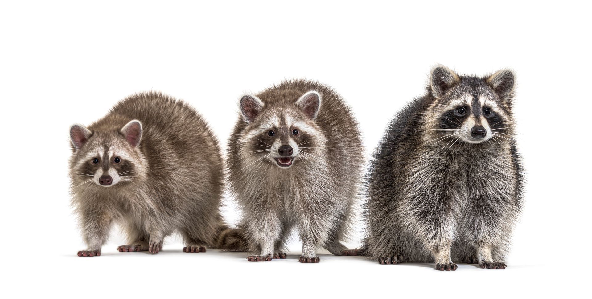 three possums 