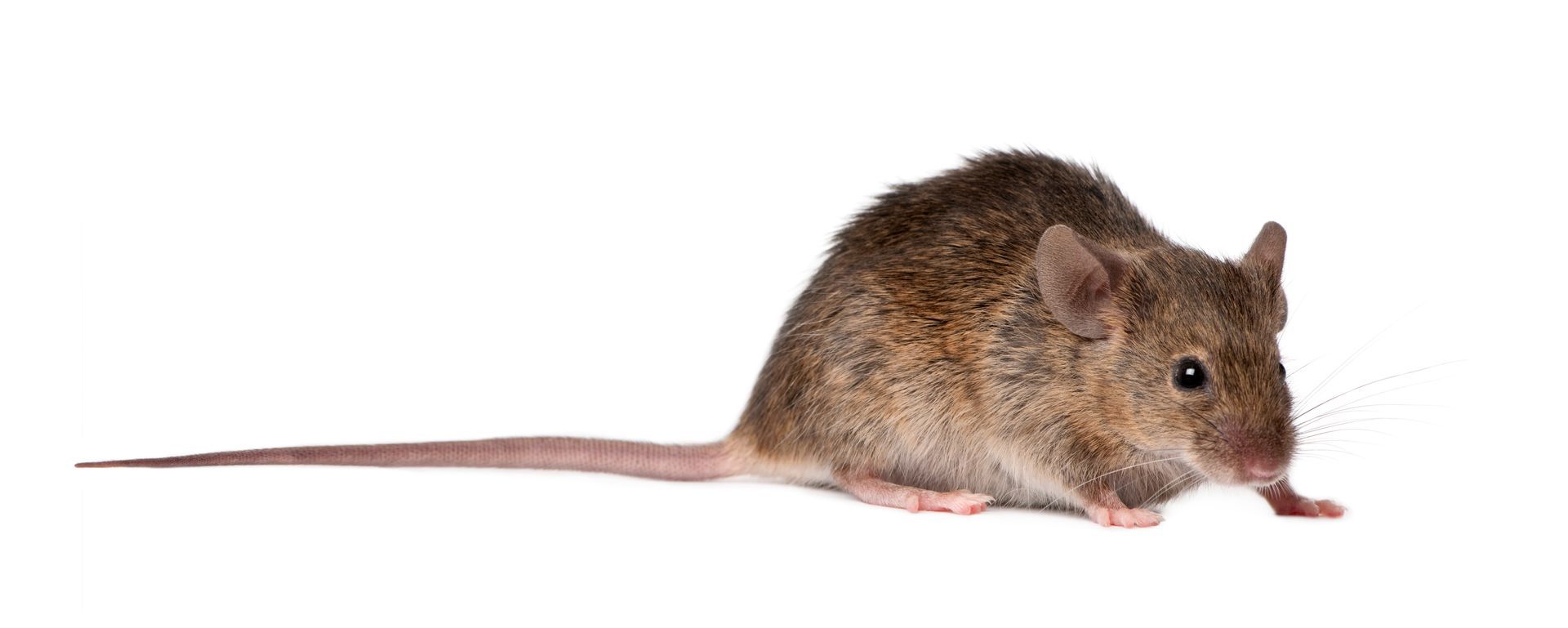 rodent isolated 
