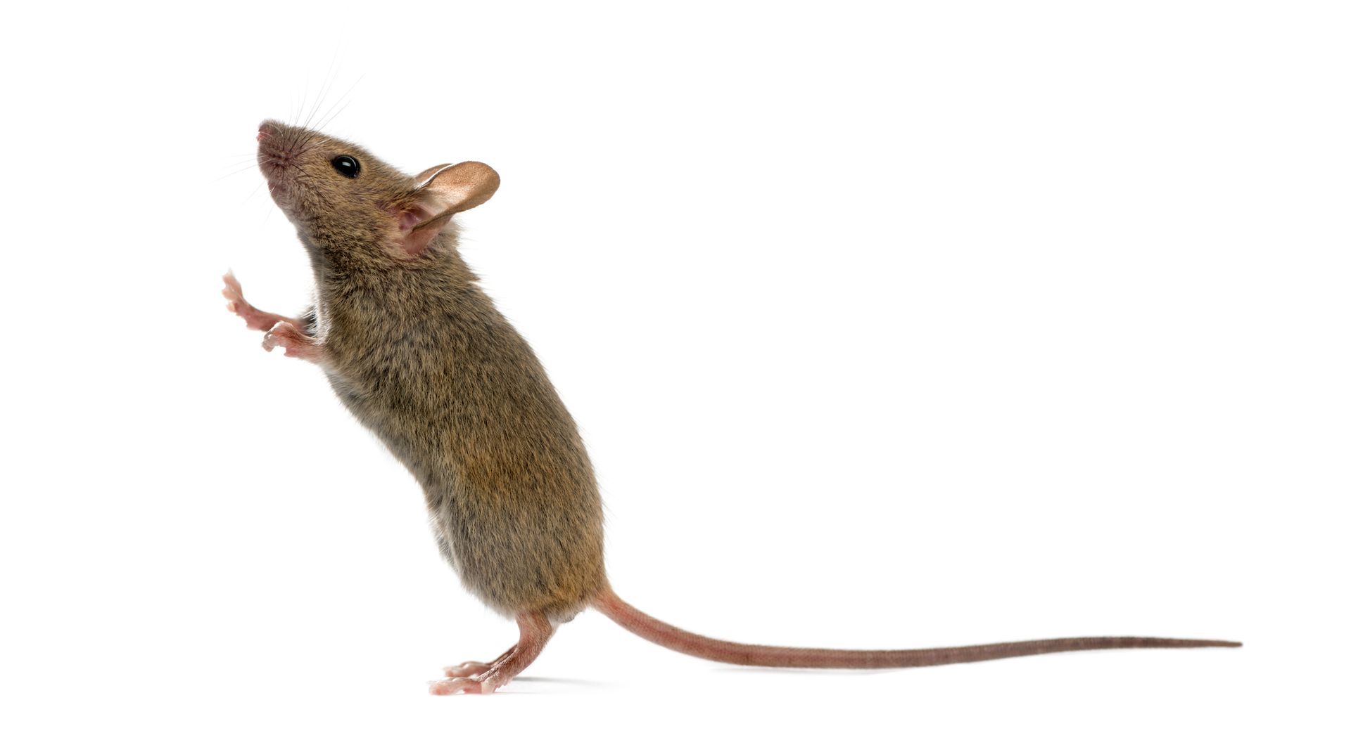 A brown mouse standing on its hind legs, looking upwards with a long tail, on a white background.