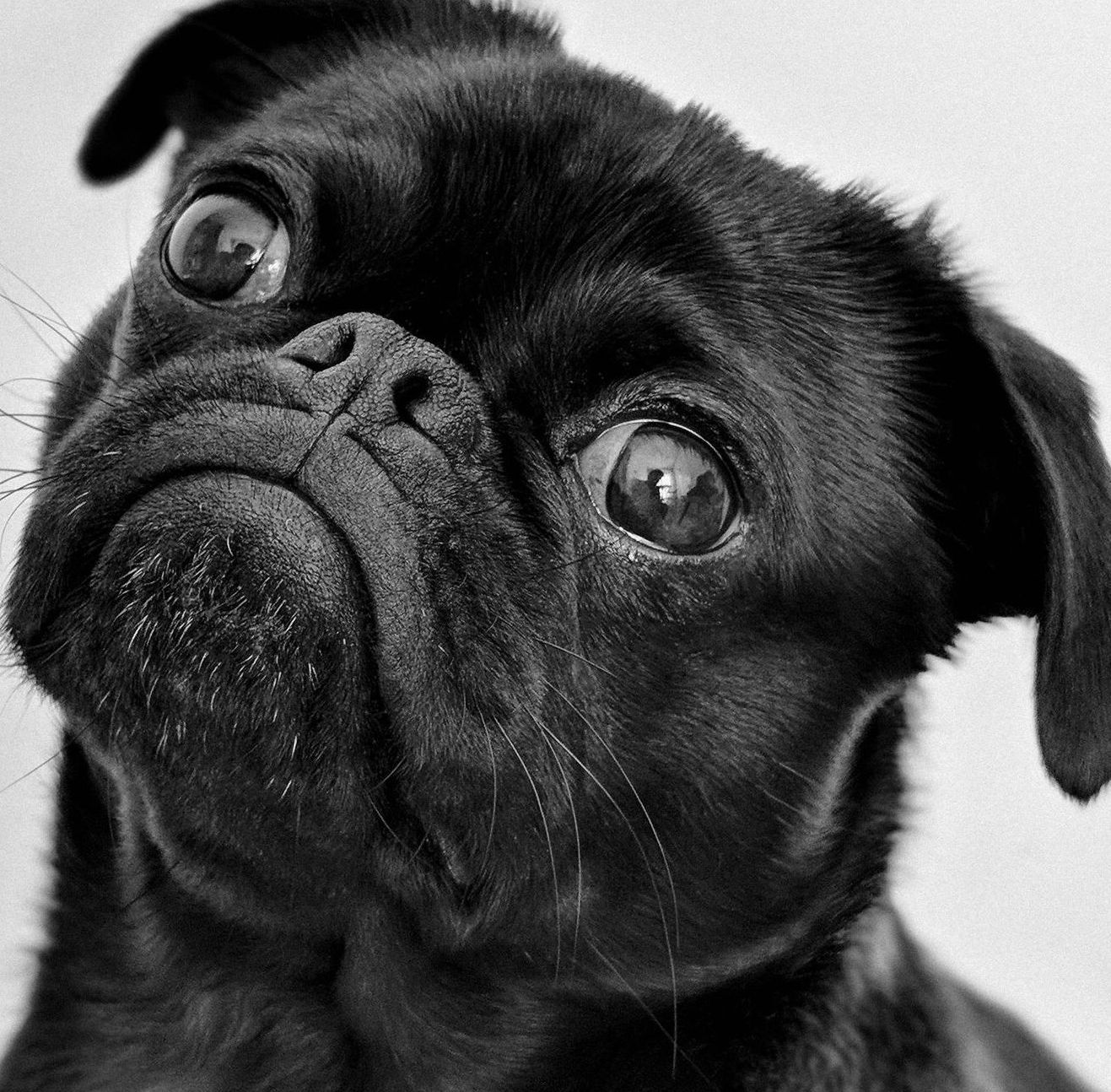 A line drawing of a badge on a white background.