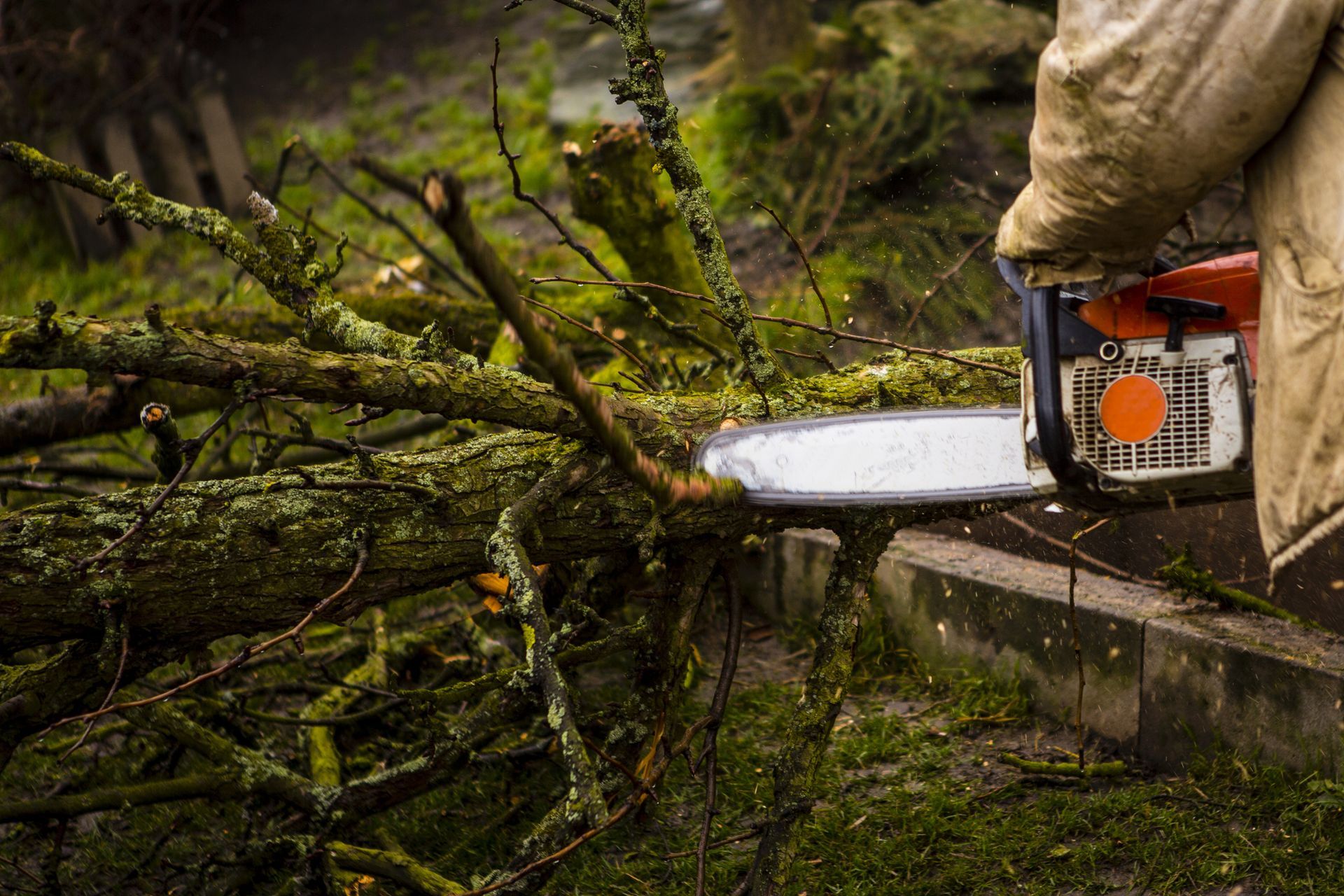 Person using a chainsaw to cut a tree branch; outdoors, green foliage, orange chainsaw.