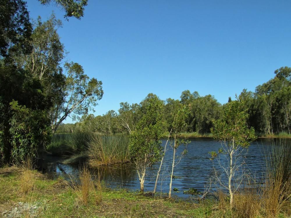 A Lake Surrounded By Trees And Grass On A Sunny Day — JBS Mobile In Lismore, NSW