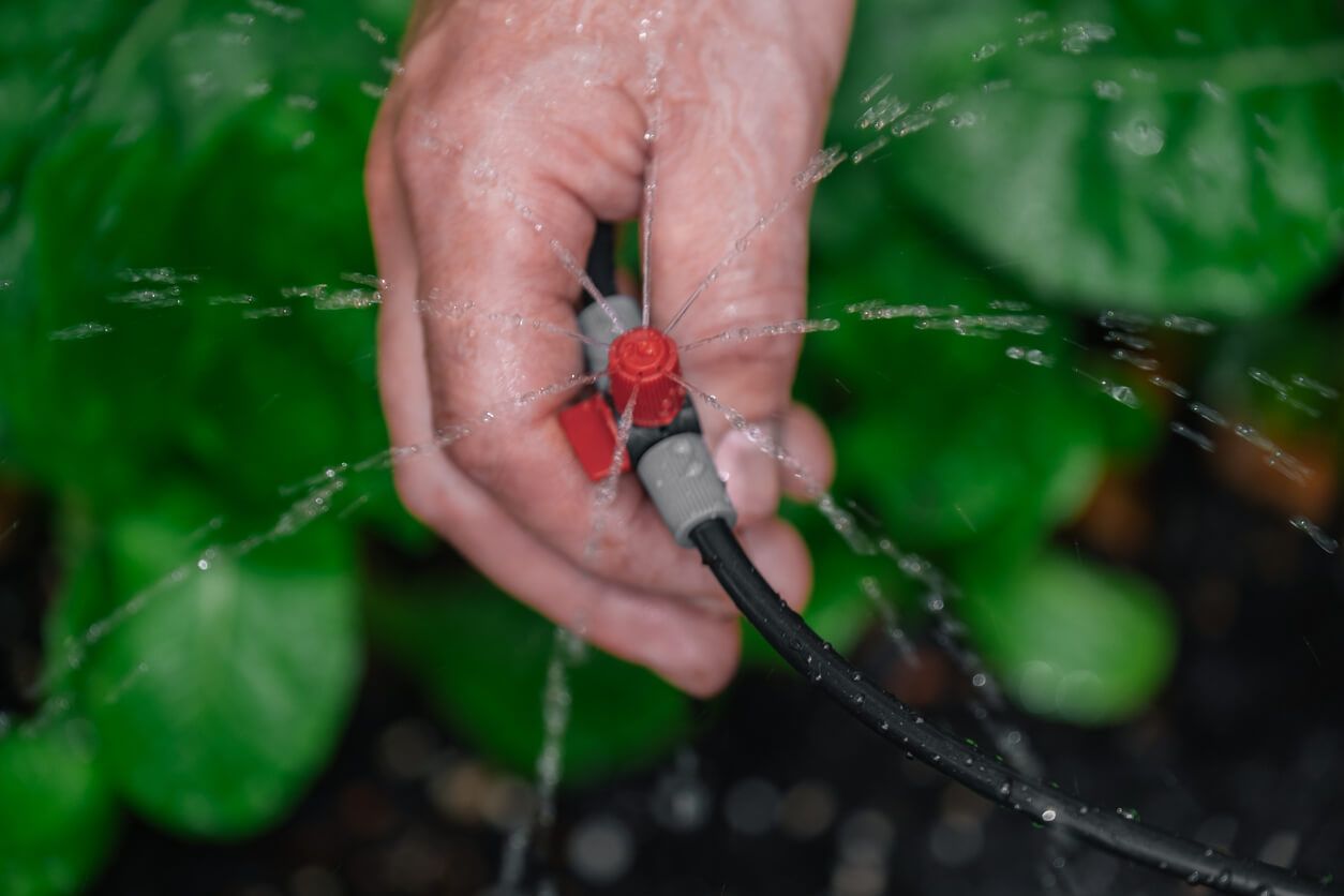 Drip hose and sprinkler in hands on a garden bed with green chard background.